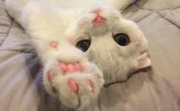 防红跳转(腾讯QQ域名防报毒)网站的思路和代码